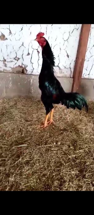 Дакан молодой 40тыс