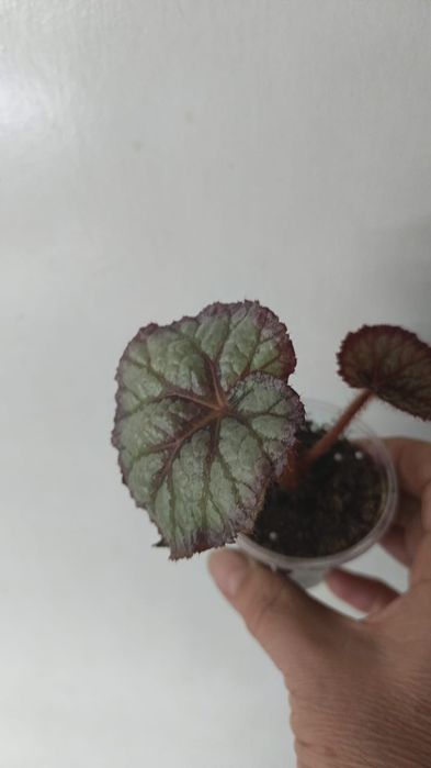 Каталог бегония Петропавловск