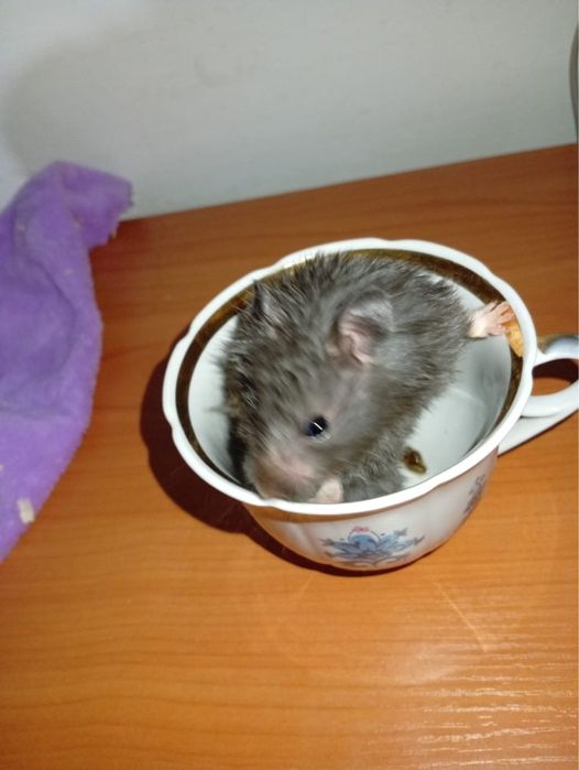 Отдам хомяков породистые