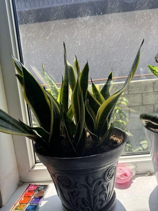 Цветы домашние растения