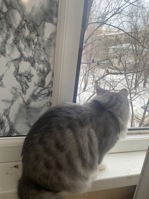 Одтам котенка девочка