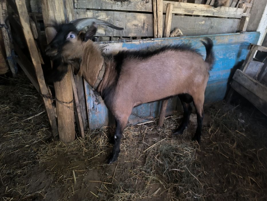 Vând țap Alpin..