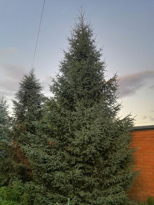 Продам ели, срочно