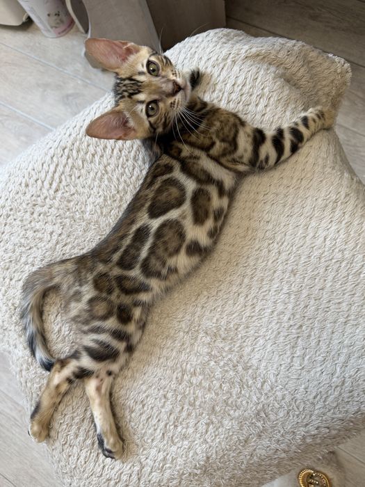 Бенгальский котенок с родословной
