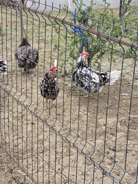 Gaini italiene bobate  4+1