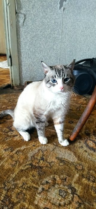 Срочно Отдам кота!