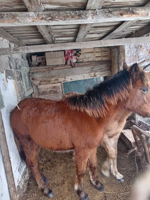 Жабагы сатылады еркек