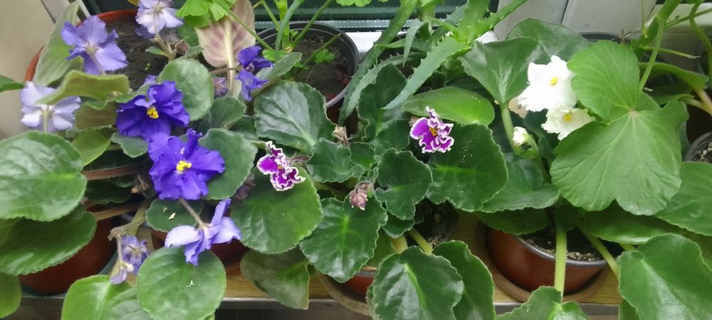 Продам цветы недорого