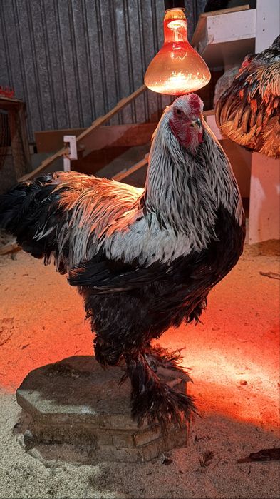 Брама кораз