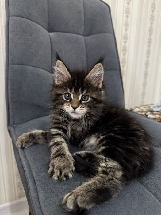 Мейкун котенок 1,5 месяца