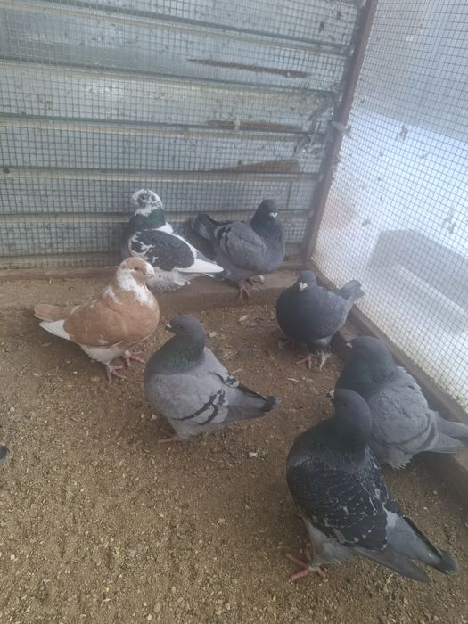 Porumbei Americani de vanzare