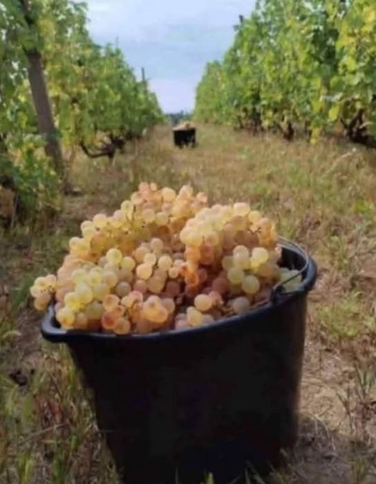 Vând struguri de vin