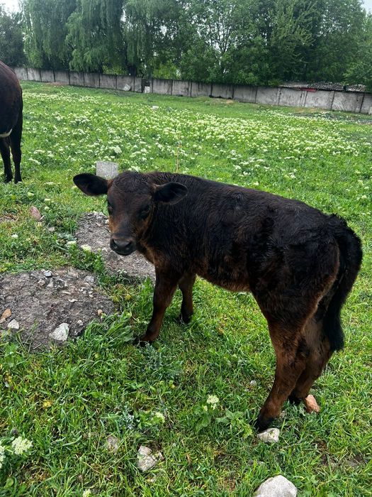 Vând vaca cu vițel si vitica