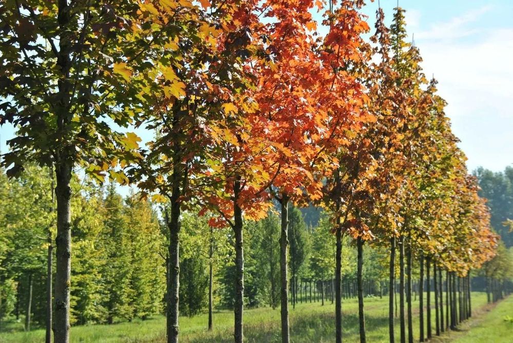 Лиственные деревья, саженцы, тополь, береза, липа, рябина, дуб