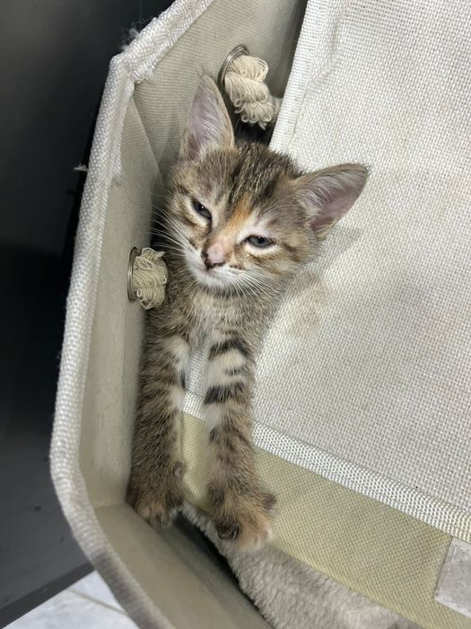 Котята в добрые руки!