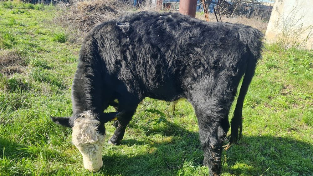 Бұқа (быки) сатамын