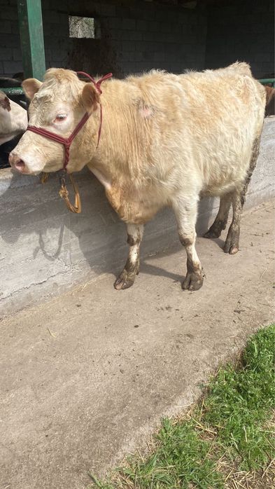 Коровы стельные порода