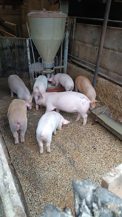 Бели прасета за клане  6