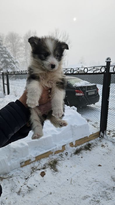 Отдам щенка в добрые руки