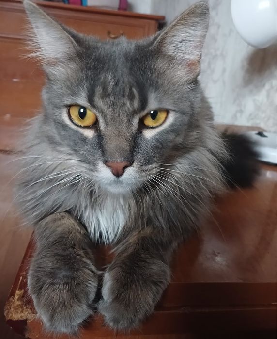 Кошка!Срочно!     !