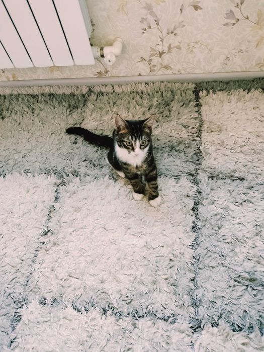 Котёнка уже забрали