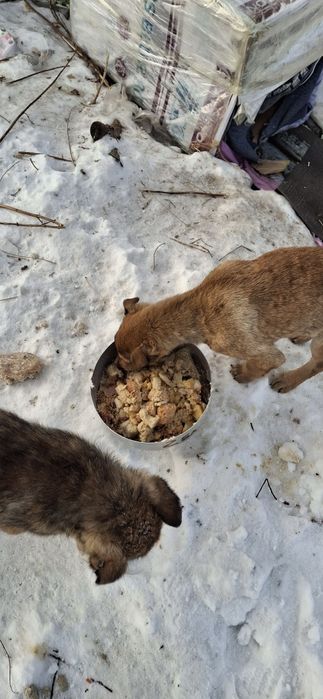 Щеночки ищут свою маму.