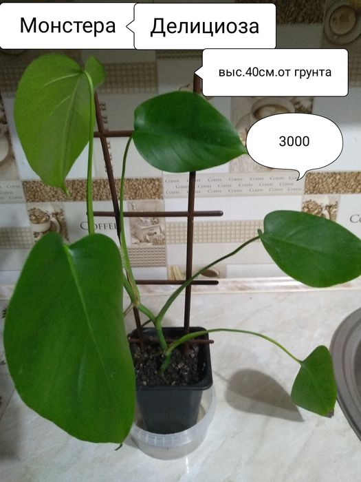 Продам комнатные растения