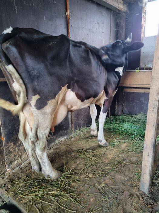 vand vaca fatata fatata cu al 3 vitel si montata din nou vaca are 25 de litri de lapte pe zi este vaca mare tanara foarte mancacioasa