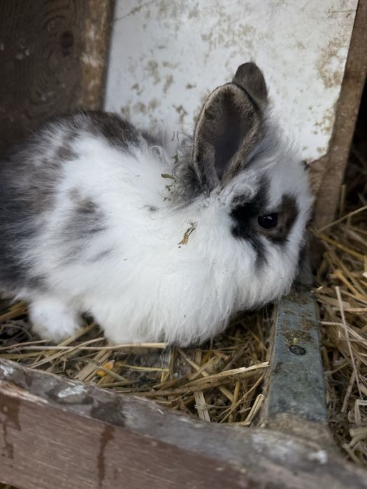 Cap de leu  iepurasi