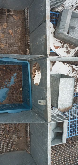 Quyon qora sotiladi qoyan qora