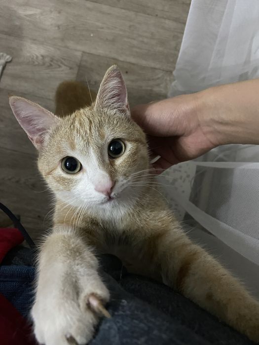 Кот Буська мальчик 1 год