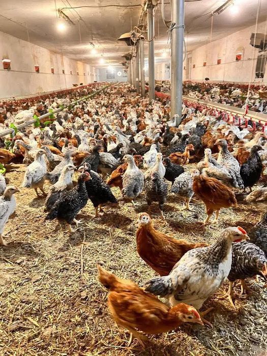 Pui Alb de carne Pui rasă mixtă Porumbac și roșu Kabir
