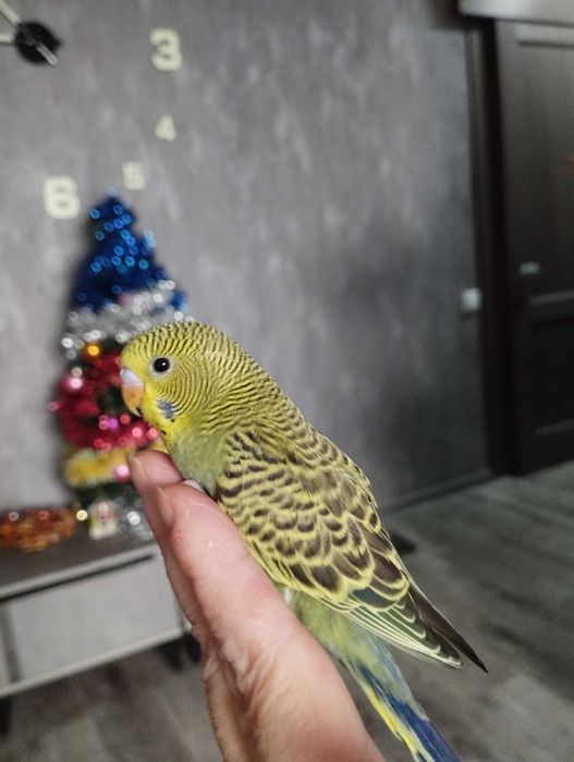 Птенец волнистых попугаев.