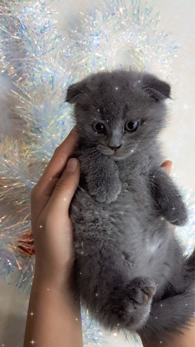 Продается катенок скотиш фолд
