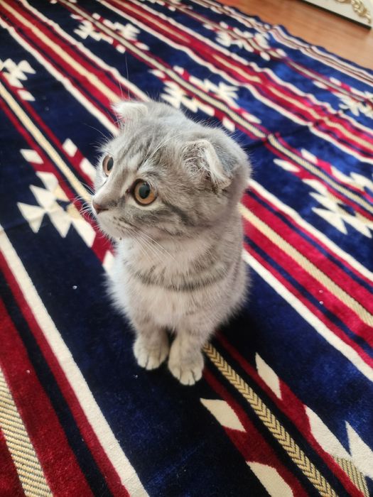 Mushuk Scottish fold