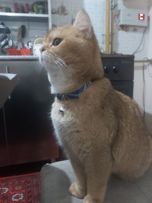 Mushuk Toza Shinshila