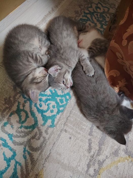 Отдаем даром домашних котят
