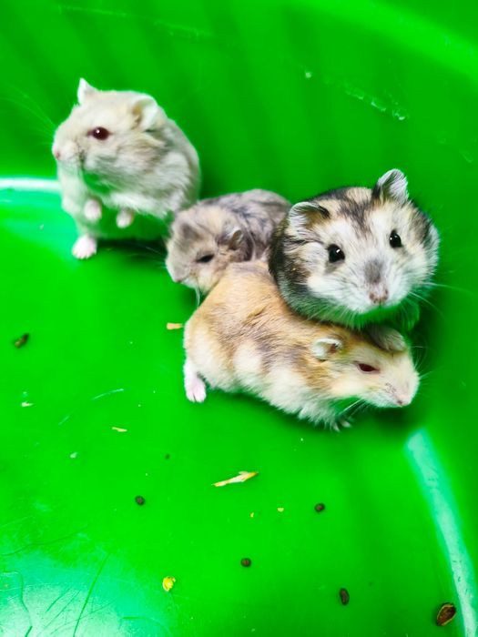 Продам хомяков джунгарики