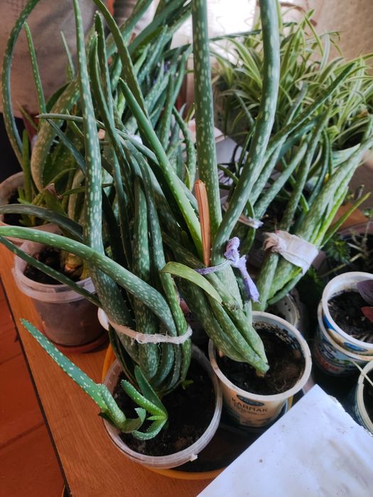 Продам 3-х годичное алое