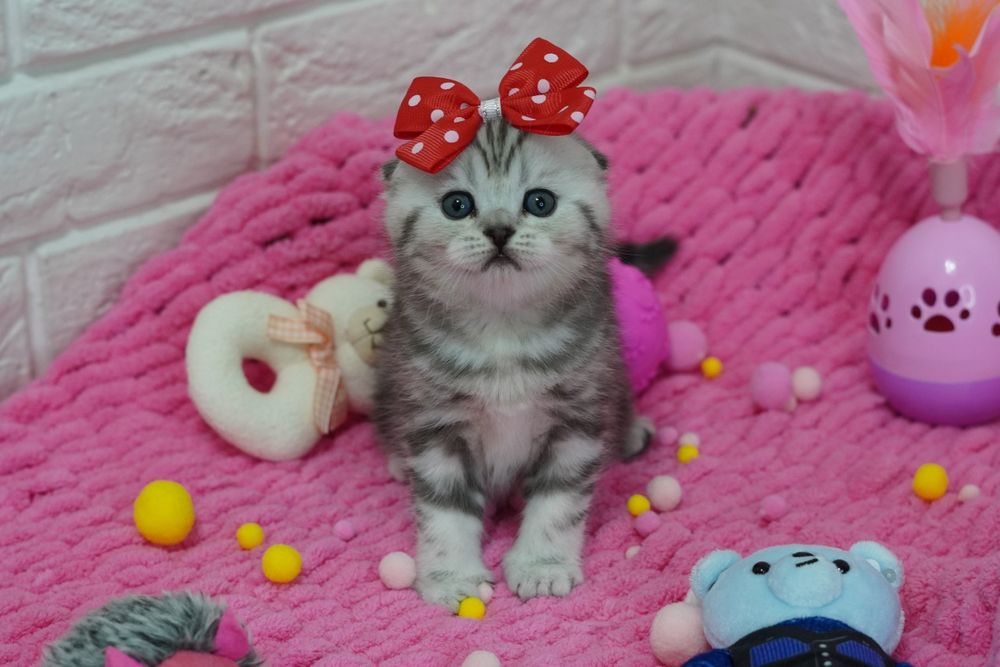 Вислоухие Мраморные котятки