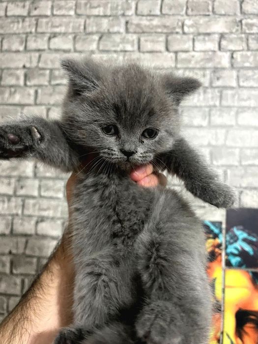 Британские котята