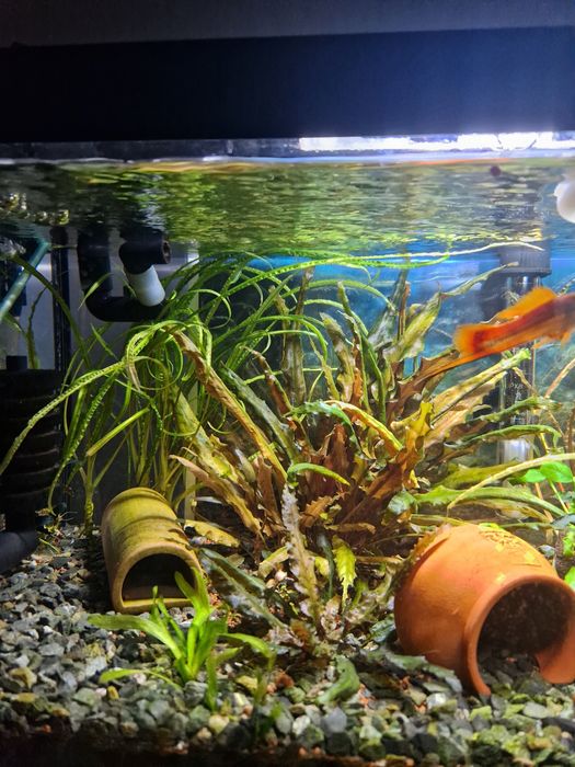 Acvariu 60 litri complet functional