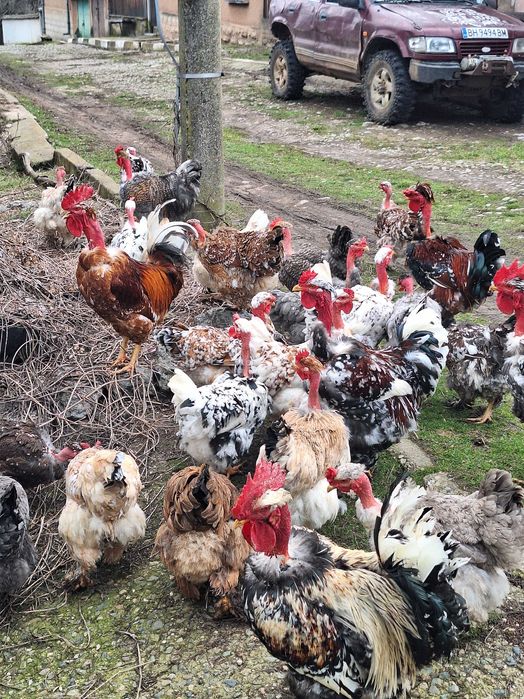 Продавам яйца от кокошки голошийки