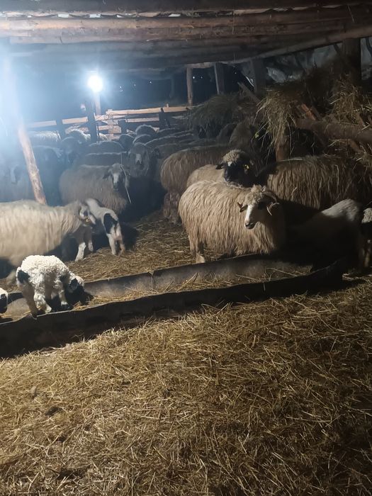 Oi cu miei de vânzare