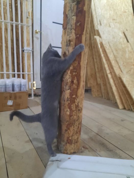 Кошечка с мелальончиком в добрые руки!