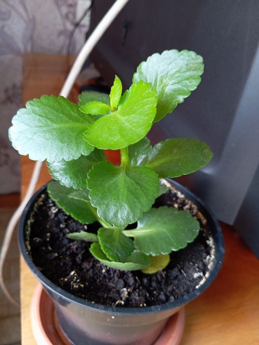 Продаются комнатные цветы