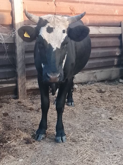 Продается корова