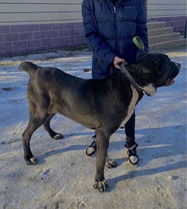 8-айлык кушык