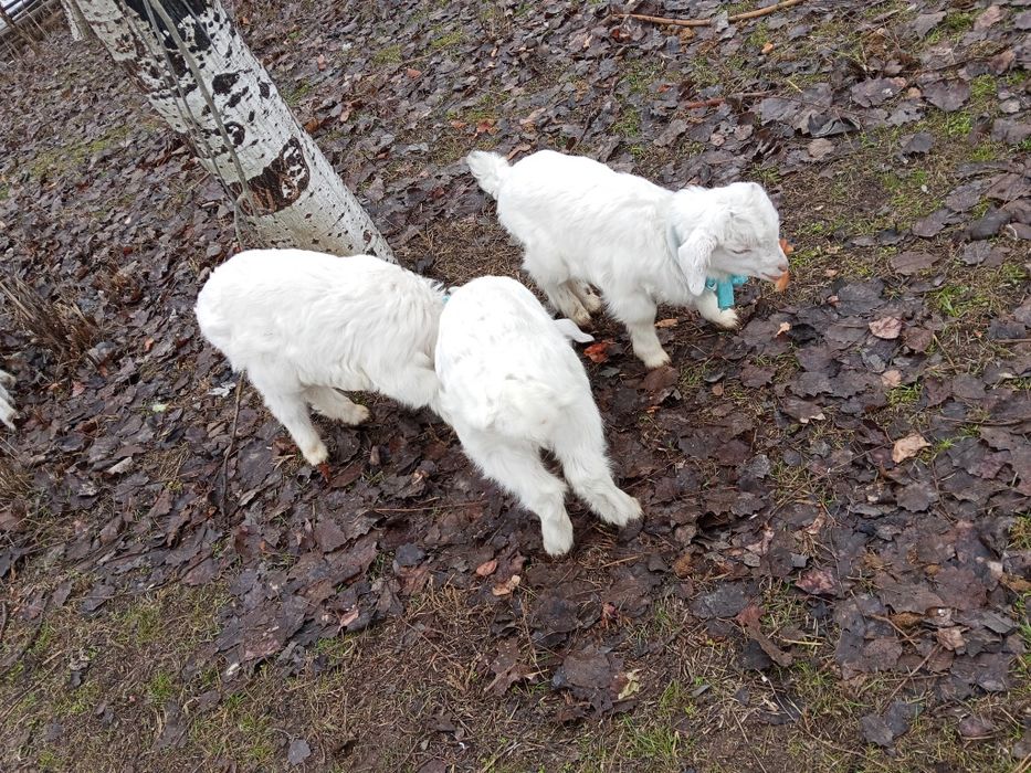 Продам козлята 1,5 месяцев