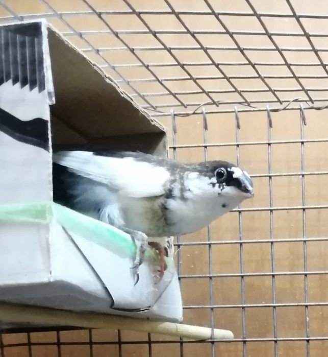 Японская амадина. Самка.